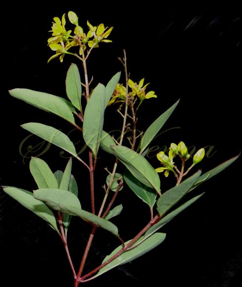  Flowering branch